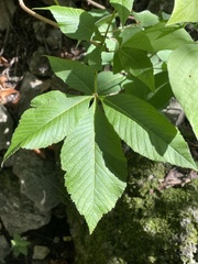 Red Buckeye (Aesculus pavia)