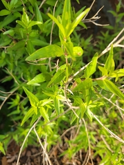 Flame Acanthus (Anisacanthus quadrifidus)
