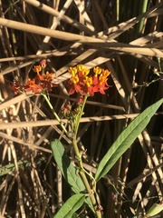 Tropical Milkweed (Asclepias curassavica)