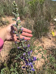 Blue Wild Indigo (Baptisia australis)