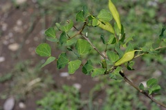 Anacacho Orchid Tree (Bauhinia lunarioides)