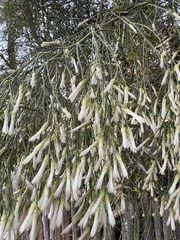 Desert Broom (Baccharis sarothroides)