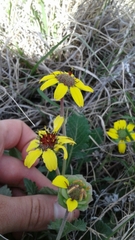 Chocolate Daisy (Berlandiera lyrata)