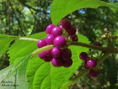 American Beautyberry (Callicarpa americana)