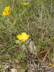 Calylophus (Calylophus berlandieri)