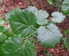 Texas Redbud (Cercis canadensis)