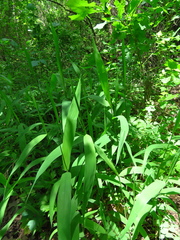 Inland Sea Oats (Chasmanthium latifolium)