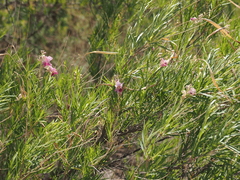 Desert Willow (Chilopsis linearis)