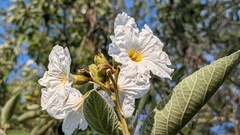 Mexican Olive (Cordia boissieri)
