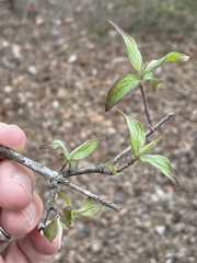 Roughleaf Dogwood (Cornus drummondii)