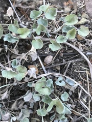 Silver Ponyfoot (Dichondra argentea)