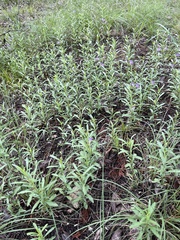 Snake Herb (Dyschoriste linearis)