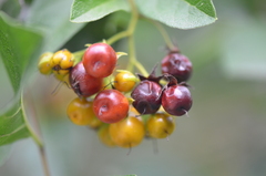 Anacua (Ehretia anacua)