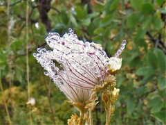 Apache Plume (Fallugia paradoxa)