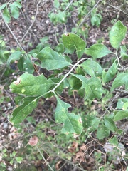 Elbowbush (Forestiera pubescens)