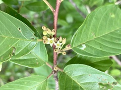 Carolina Buckthorn (Frangula caroliniana)