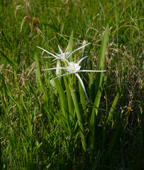 Spider Lily (Hymenocallis liriosme)