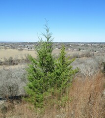 Eastern Red Cedar (Juniperus virginiana)