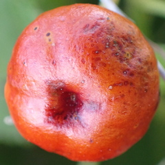 Turk's Cap (Malvaviscus arboreus)