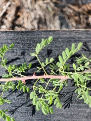 Fragrant Mimosa (Mimosa borealis)