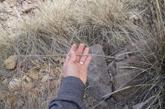 Deergrass (Muhlenbergia rigens)