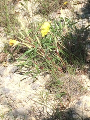 Missouri Primrose (Oenothera macrocarpa)