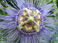 Purple Passionflower (Passiflora incarnata)