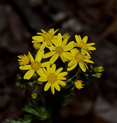 Golden Groundsel (Packera obovata)