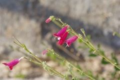 Rock Penstemon (Penstemon baccharifolius)