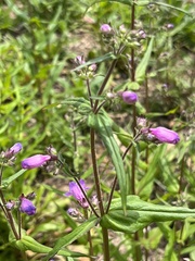 Gulf Penstemon (Penstemon tenuis)