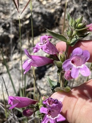 Hill Country Penstemon (Penstemon triflorus)