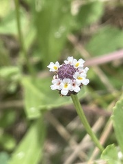Frogfruit (Phyla nodiflora)
