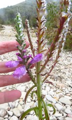 Obedient Plant (Physostegia virginiana)
