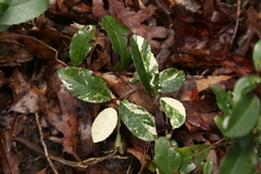 Cherry Laurel (Prunus caroliniana)