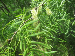 Honey Mesquite (Prosopis glandulosa)