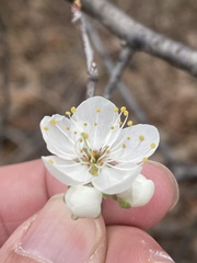 Mexican Plum (Prunus mexicana)