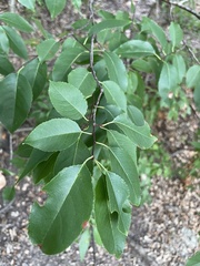 Escarpment Black Cherry (Prunus serotina)