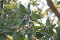Monterrey Oak (Quercus polymorpha)