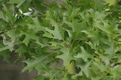 Nuttall Oak (Quercus texana)