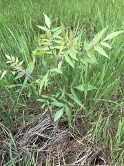Flameleaf Sumac (Rhus lanceolata)