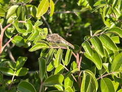 Evergreen Sumac (Rhus virens)