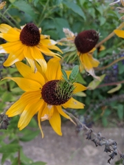 Black-Eyed Susan (Rudbeckia hirta)