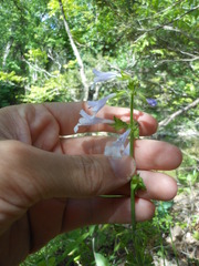 Lyreleaf Sage (Salvia lyrata)