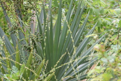 Dwarf Palmetto (Sabal minor)