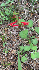 Cedar Sage (Salvia roemeriana)