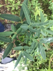 Flowering Senna (Senna corymbosa)