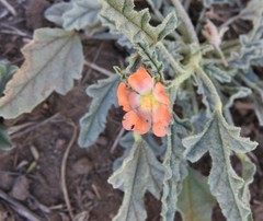 Globe Mallow (Sphaeralcea ambigua)