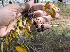 Eve's Necklace (Styphnolobium affine)
