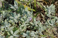 Woolly Stemodia (Stemodia lanata)