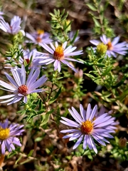 Fall Aster (Symphyotrichum oblongifolium)